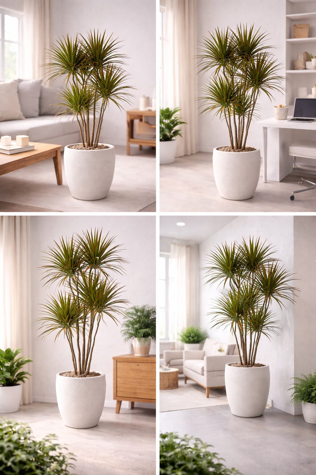 드라세나 마지나타 – 공기 정화력이 우수한 식물