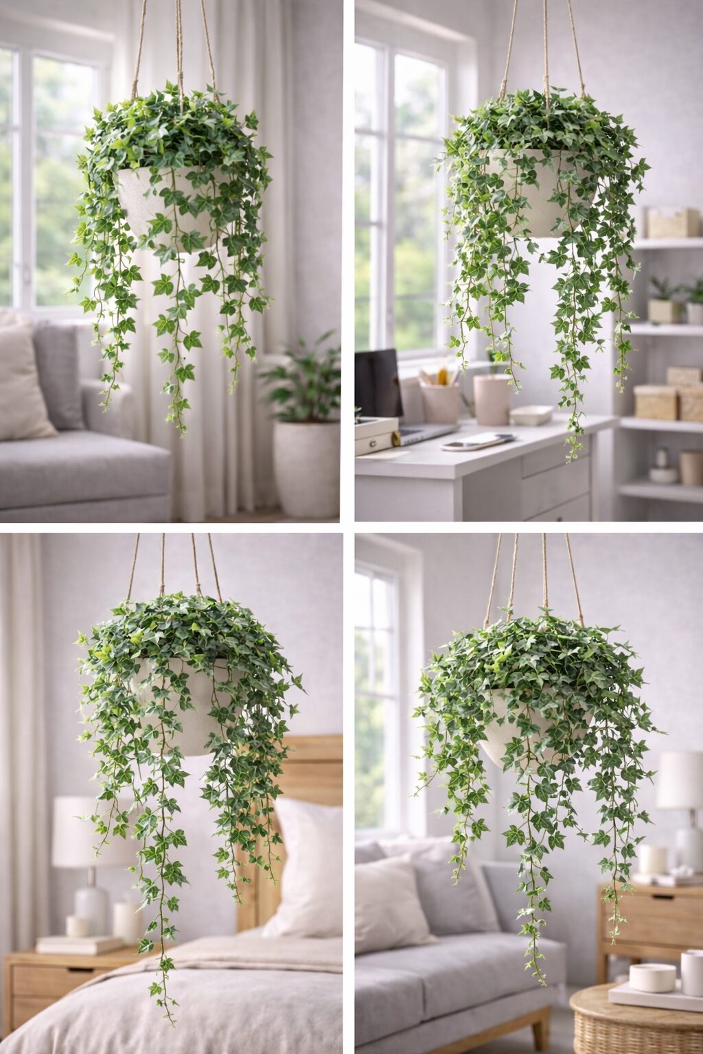 잉글리시 아이비 – 포름알데히드 제거에 도움