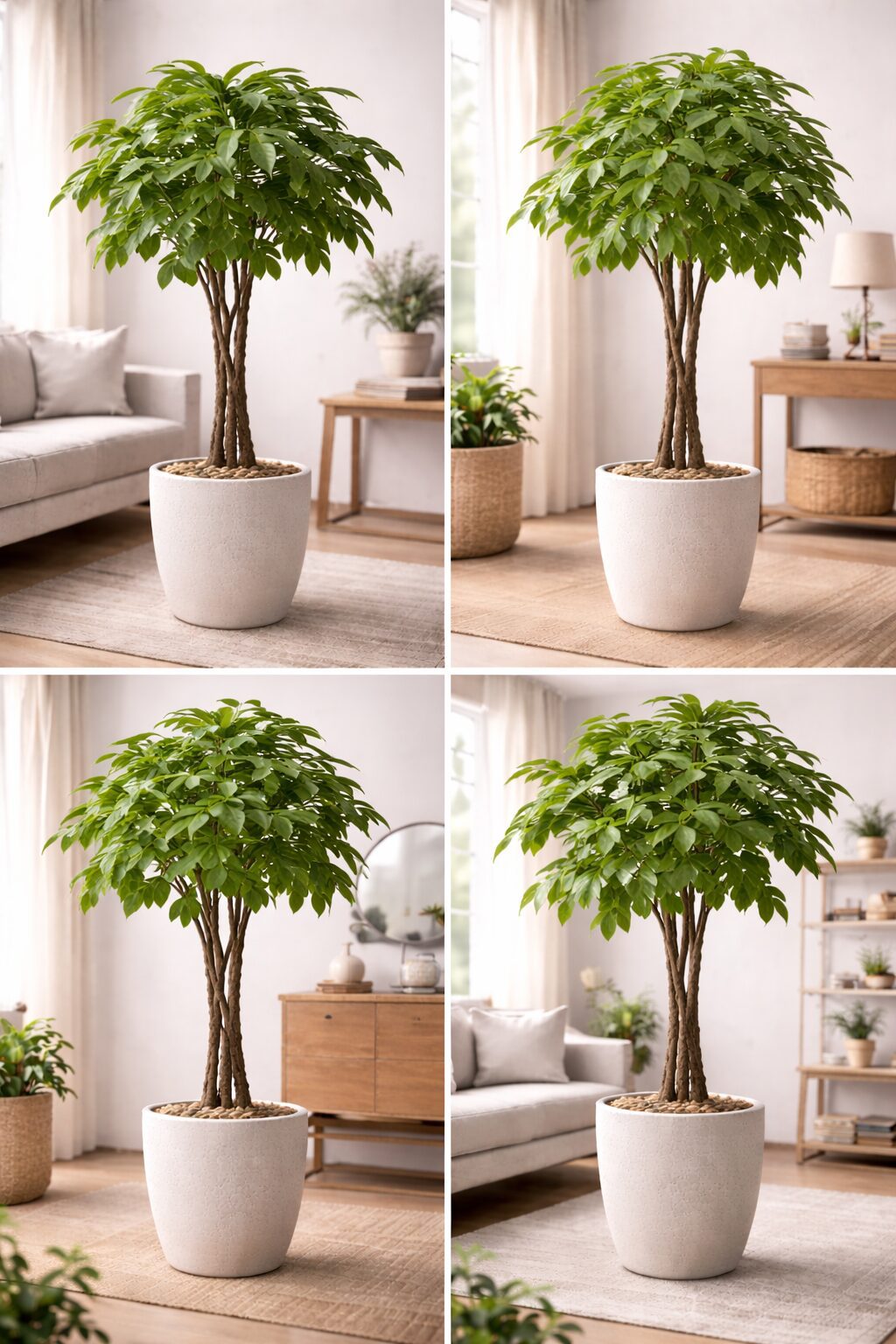 파키라 – 행운을 상징하는 쉬운 실내 식물